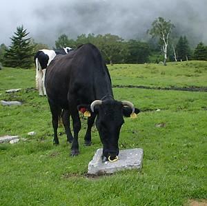 「塩くれ場」で塩をなめるウシ（長野県高山村山田牧場にて）